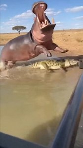 487K views · 9.8K reactions | Don't Mess With Mom! Hippo vs. Crocodile" #wildlife #nature #hippo #crocodile #safari #animals #natureismetal #motherlove #africa #wildlifephotography #animalattack #survival #protecting #babyhippo #naturelovers | Li Animation | Facebook