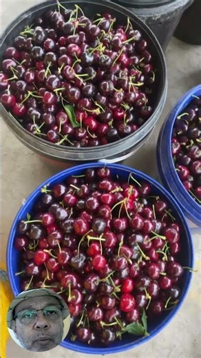 THE 3 MOST DESIRED FRUIT TREES IN ASIA