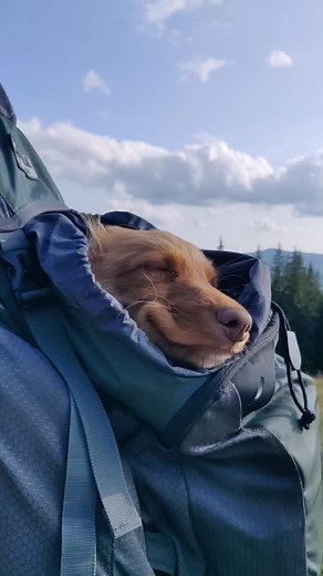 when found a good assistant for my hiking 😁 #toller #tollerpuppy #tollerretriever #tollersmile #novascotia #novascotiaducktollingretriever #novascotiaducktollingretriever #dog #puppy #animal #mountain #Ukraine
