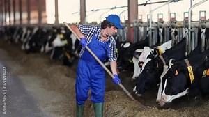 Man works with cows in barn, moves hay closer to cows, provides feeding for animal. Employee rakes straw into single pile with broom, removes remnants of dry grass from floor surface.