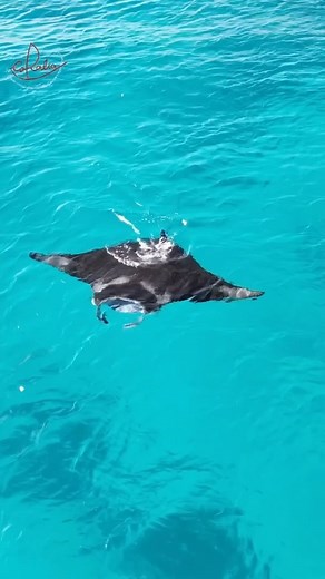 Fantastic overhead view of a reef manta ray in Raja Ampat. The manta is feeding on all the yummy plankton in the water. This type of feeding behaviour is called ram feeding. They unroll their cephalic lobes to funnel huge volumes of water and the plankton it contains into their enormous mouths. Have you ever seen a manta ray feeding? #mantaray #rajaampat | Coralia Liveaboard, Raja Ampat