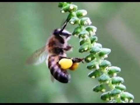(*) Honey Bees Collecting Pollen