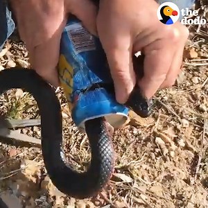 When people came across this poisonous snake stuck in a can, they knew they had to save his life 🐍❤️ | The Dodo