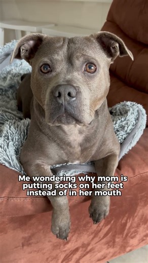 Mum, you’re using those wrong 😐 #dog #staffy #staffordshirebullterrier #bestbreed #funny