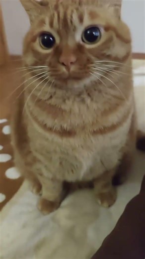 The Girl's Pencil-Thin Legs: Unveiling Beauty Secrets