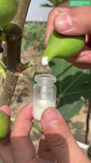 🌿🧪 Fig Latex Collection for Natural Extraction