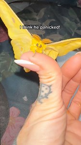 He’s a cute little moth #moth | Jumping spider & Moth life