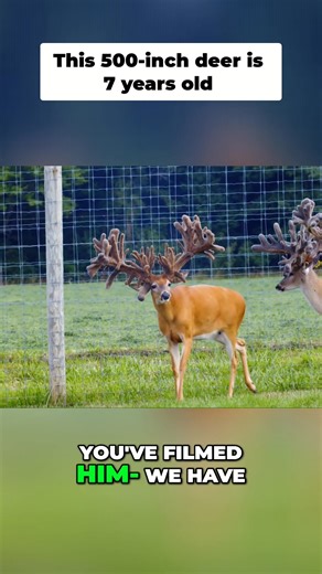 Witness Cash Reserve, the magnificent deer, filmed for 6 years straight! He's almost 7 years old and expected to exceed 500 inches this year. What a sight!Watch the full video here- https://youtu.be/U0GzMYYVUtA | Deer Farming