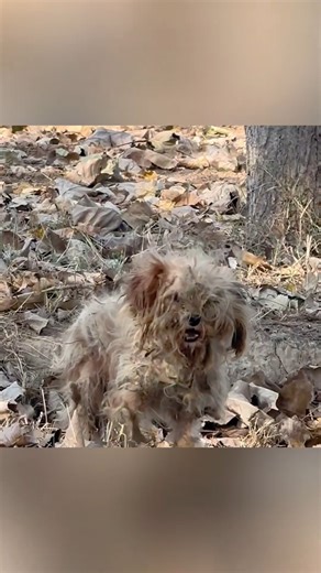 Stray dog's mouth stuck by bone, helplessly sitting roadside hoping help, but none dare approach | Pet Lovers