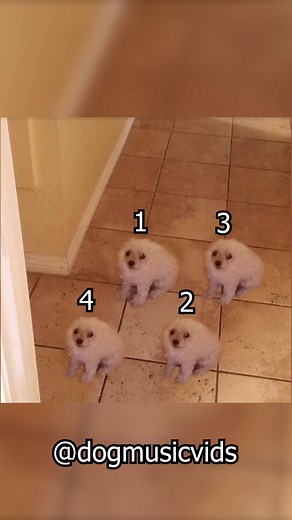 Dog Music Videos Compilation