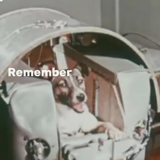 Remembering Laika: The Space Dog Who Made History