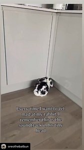 Its impossible to be mad😅😅 | Bunnies That Lunch