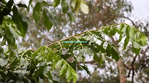 Пила за високи гранки PC 370 - PRO Оваа професионална пила за...