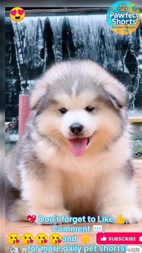 “Adorable Dogs Showing Pure Affection 🐶💖 | Cutest Playful Moments!”