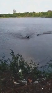 51K views · 9.7K reactions | Crocodile chases young man swimming in lake #animals #wildanimals #wildnature #nature #crocodile #alligator | Nature Geography | Facebook