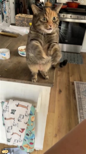 Understanding the Traits of a Clingy Cat