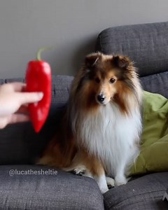9GAG: Go Fun The World | I WANT DA CHIMKIN!!!⠀ Follow @barked for more funny dog videos!⠀ -⠀ 📹 @lucathesheltie⠀ -⠀ #barked #Sheltie #9gag | Instagram