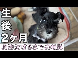 生後2ヶ月のミニチュアシュナウザーをお迎えしました♪（ラスティ）