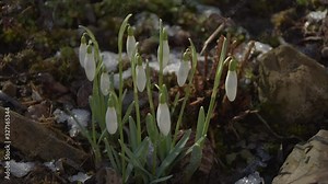 Melting snow around snowdrops in spring. Time lapse. Snow disappearing around flowers. 4K video