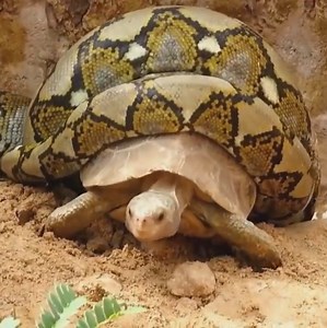 597K views · 10K reactions | So poor! The Baiton snake squeezes a turtle and eats its eggs! #animals #wildlife #nature | Snake Island | Facebook