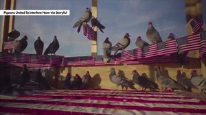 Pigeons wearing MAGA hats spotted in bizarre Las Vegas stunt