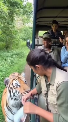 She Showed the Tiger an Old Photo… Then This Happened