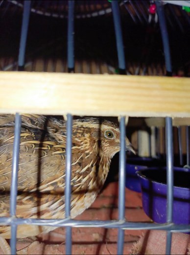 Captivating Pheasant in Cage – Close-Up Footage