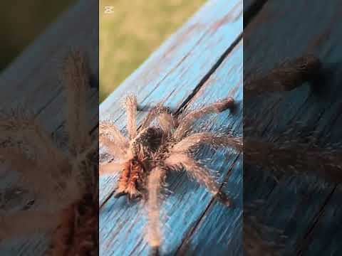 "Top 7 Deadliest Spiders in the World – You Won’t Believe #3!"