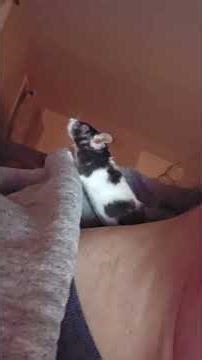 Happy Mouse Noises #happy #happymouse #happymousenoise #happymousenoises #mouse #cutemouse #cutepets