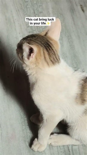 Max 🐈 #cat #catlife #kitten #catshorts #catvideos #cute #animals #kitty #pets