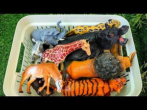 Wild Jungle Animals for Kids | Meet the Big Hippo and Other Wild Animals!