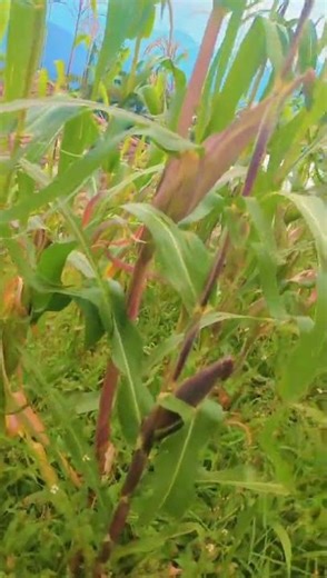 Ibigori mu Murima | Ubuhinzi bw’Ibigori mu Rwanda👌🌽