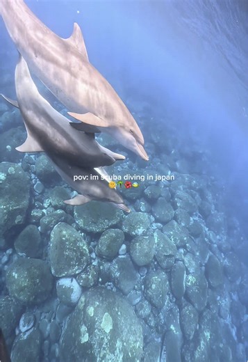 Discover Japan's Stunning Underwater Beauty