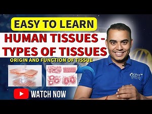 TISSSUE | TYPE OF TISSUE | Tissues of Human Body | Animation | Simple Explanation | Tissue Functions