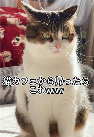 猫カフェで見せる嫉妬する猫の反応