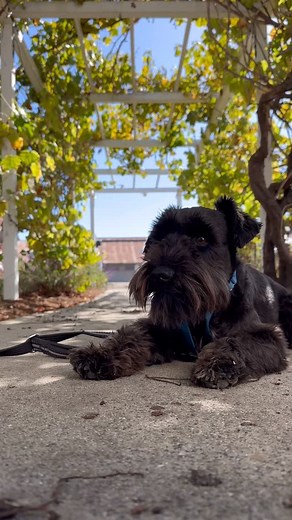 3.2K views | A solid "leave it" can make everyday tasks...