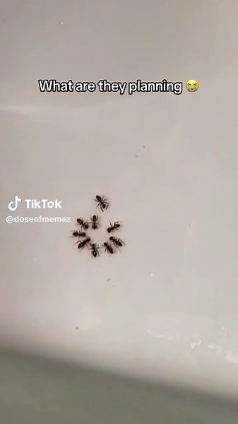 #ants #funny #meme #funnyvideos