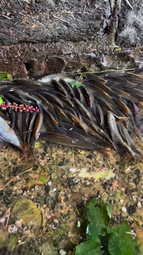 350K views · 15K reactions | In questo caso il lago è direttamente...