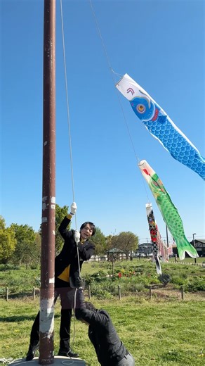 【松伏町】まつぶし緑の丘マルシンパークで鯉のぼりが泳いでいます！ぜひお越しください #松伏町 #まつぶし緑の丘マルシンパーク #鯉のぼり #まつぶし緑の丘公園