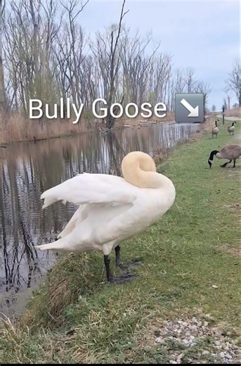 Bully Goose! #Goose #Bully #Birds #Photography #Animals #Shorts #ytshorts #Swan #Nature #Shortsfeed.