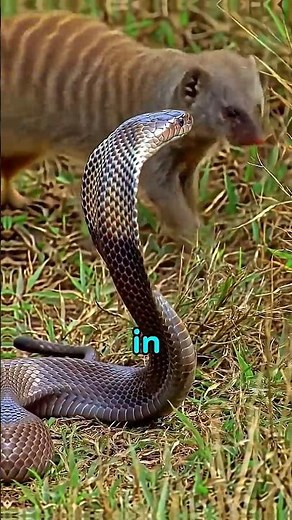 Deadly Battle king cobra vs mongoose #animals #snacks #mongoose