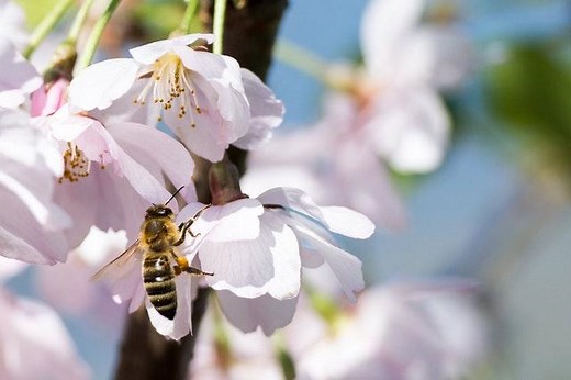 Relaciones interespecíficas: tipos y ejemplos - Con vídeos