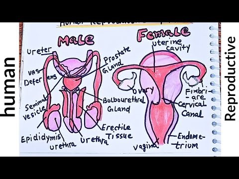 How to Draw male and female reproductive system diagram | human male reproductive system diagram 