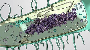 Video: Prokaryotic Cells