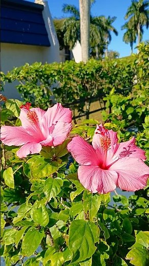 One flower lasts just one day…but new blooms keep coming 🌸 Amazing Hibiscus Flowers China Rose 🌺