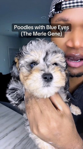 49K views · 1.4K reactions | Poodles with blue eyes| The Merle Gene Explained #toypoodle #poodle #poodlesoftiktok #merlepoodle #merlegene #poodlecolorgenetics | X-Designer Breeds | Facebook