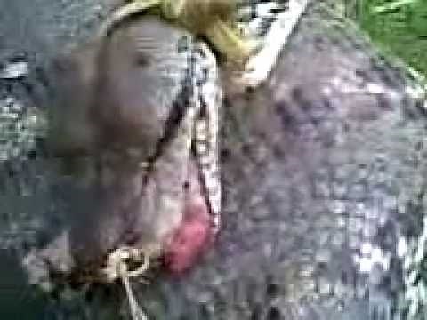 Giantic Reticulated Python eats a Zebra(U MUST SEE THIS).mp4