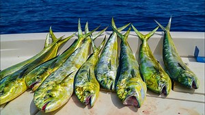 198K views · 639 reactions | Cleaning and cooking up Florida Mahi Mahi! | Landshark Outdoors | Facebook