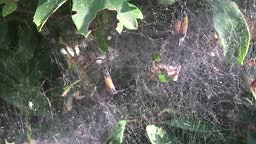 Tent caterpillars silk on Hawthorn shrub in June