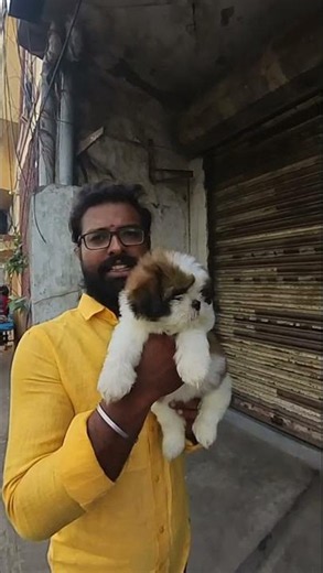 Tri-Color Shih Tzu Puppies 🐶 | Best Quality & Price